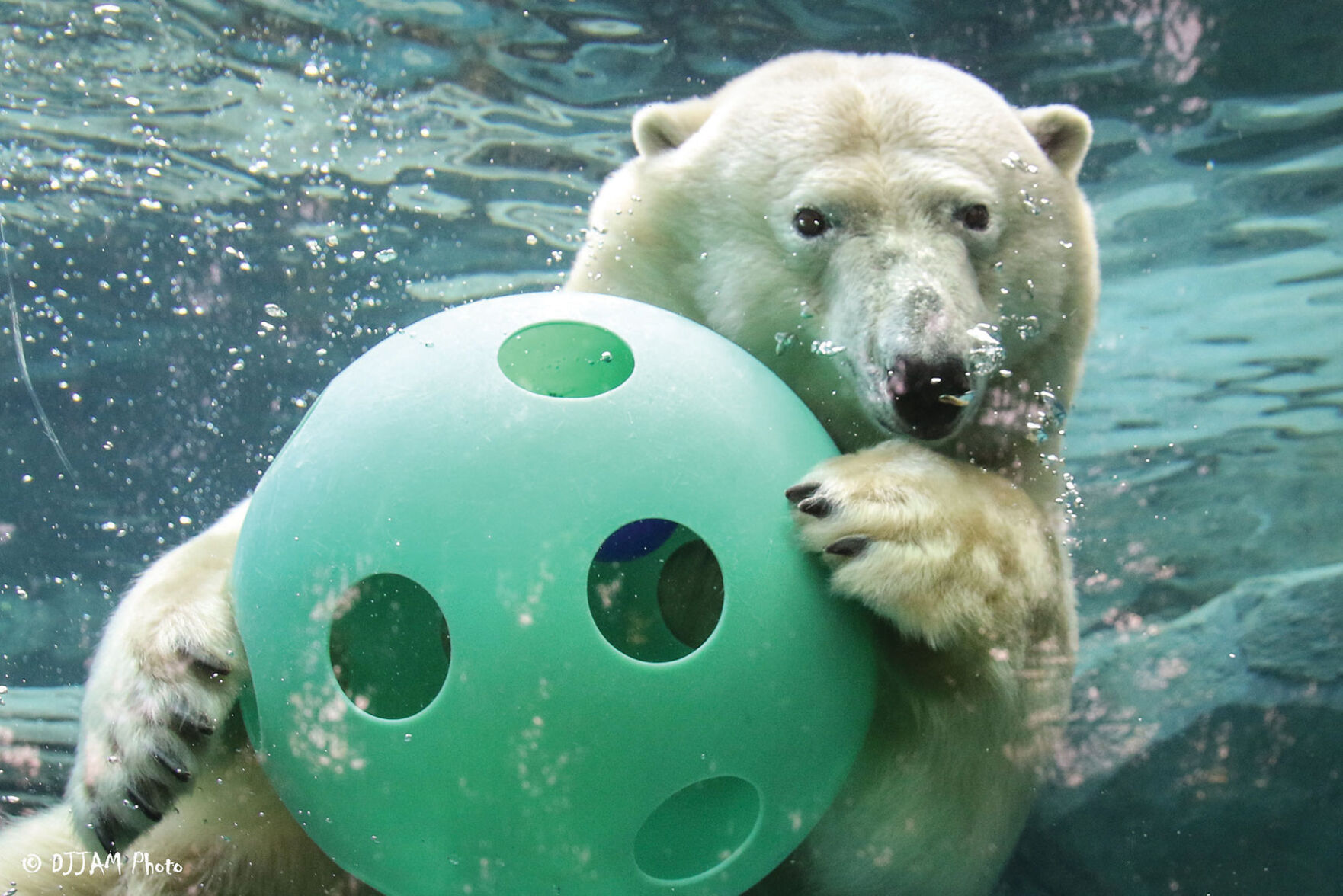 cincinnati-zoo.jpg